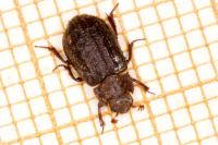 Trox scaber