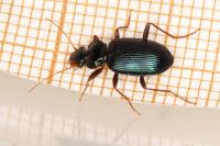 Leistus spinibarbis