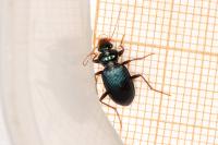 Leistus spinibarbis