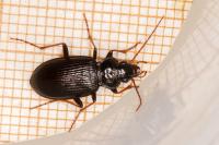 Nebria salina