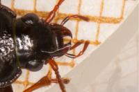 Nebria salina