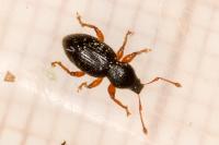 Exomias pellucidus
