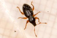 Exomias pellucidus