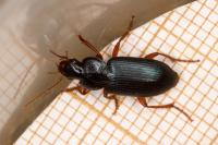 Ophonus ardosiacus
