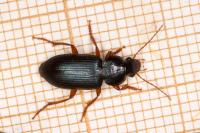 Ophonus ardosiacus