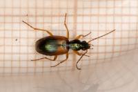 Anchomenus dorsalis