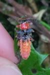 Cantharis pellucida