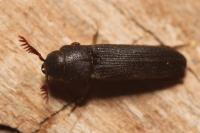 Melasis buprestoides