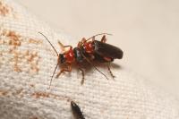 Cantharis pellucida