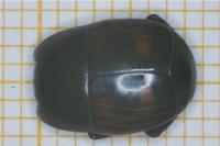 Hister quadrimaculatus