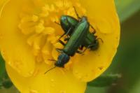 Psilothrix viridicoerulea