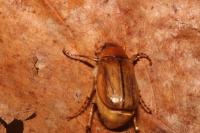 Rhizotrogus marginipes