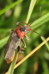 Cantharis fusca