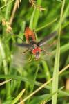 Cantharis fusca