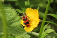 Trichodes alvearius