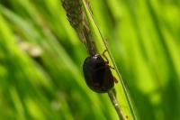 Chrysolina bankii