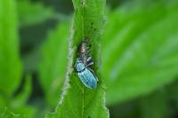 Phyllobius pomaceus