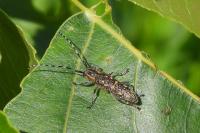 Saperda populnea
