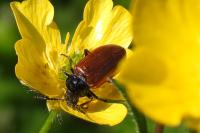 Omophlus lepturoides