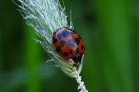 Harmonia axyridis