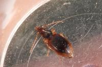 Paranchus albipes
