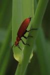 Pyrochroa serraticornis