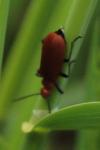 Pyrochroa serraticornis