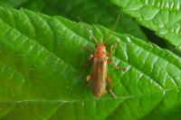 Cantharis