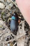 Harpalus dimidiatus