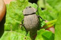 Asida sabulosa
