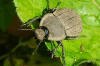 Asida sabulosa