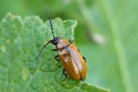 Exosoma lusitanicum