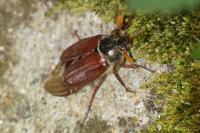 Melolontha melolontha