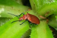 Pyrochroa serraticornis