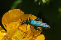 Oedemera nobilis