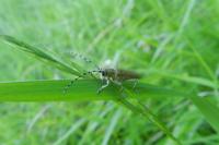 Saperda carcharias