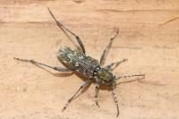 Xylotrechus rusticus