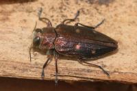 Chrysobothris affinis