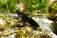 Lucanus cervus