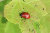Chrysomela populi
