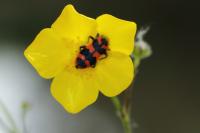 Trichodes alvearius