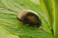 Chrysolina bankii