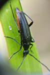 Rutpela nigra
