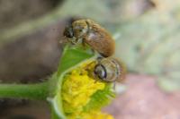 Byturus ochraceus
