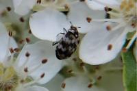 Anthrenus verbasci