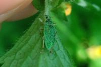 Polydrusus