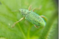 Polydrusus