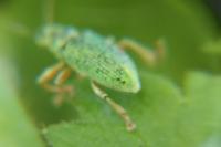Polydrusus