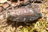 Chrysobothris affinis