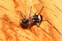 Clerus mutillarius